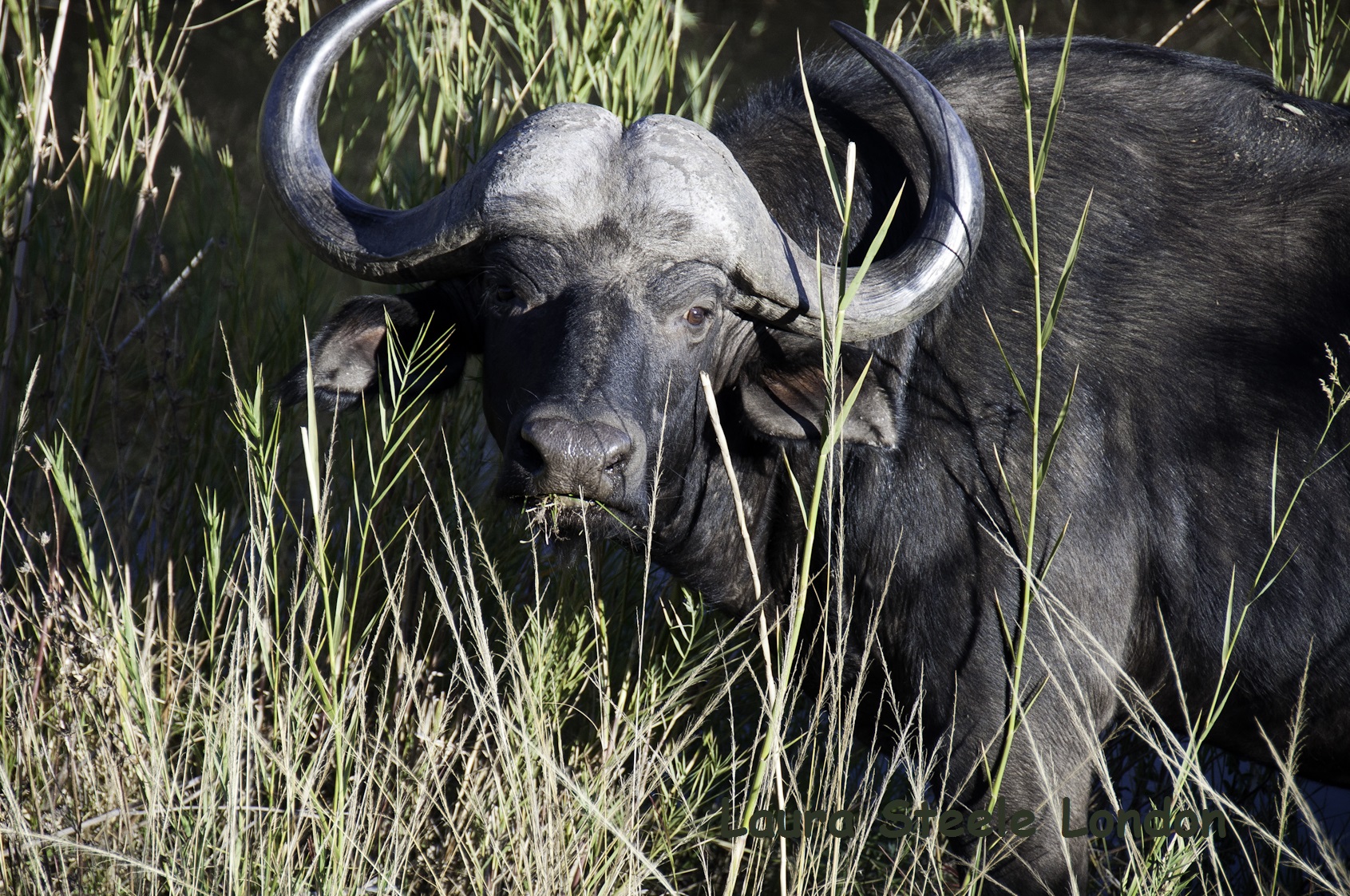 4 of 5 - Cape Buffalo.jpg