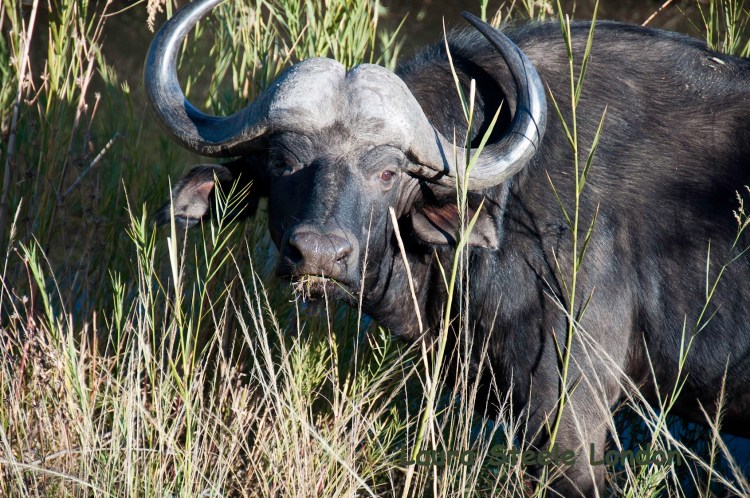 4 of 5 - Cape Buffalo.jpg