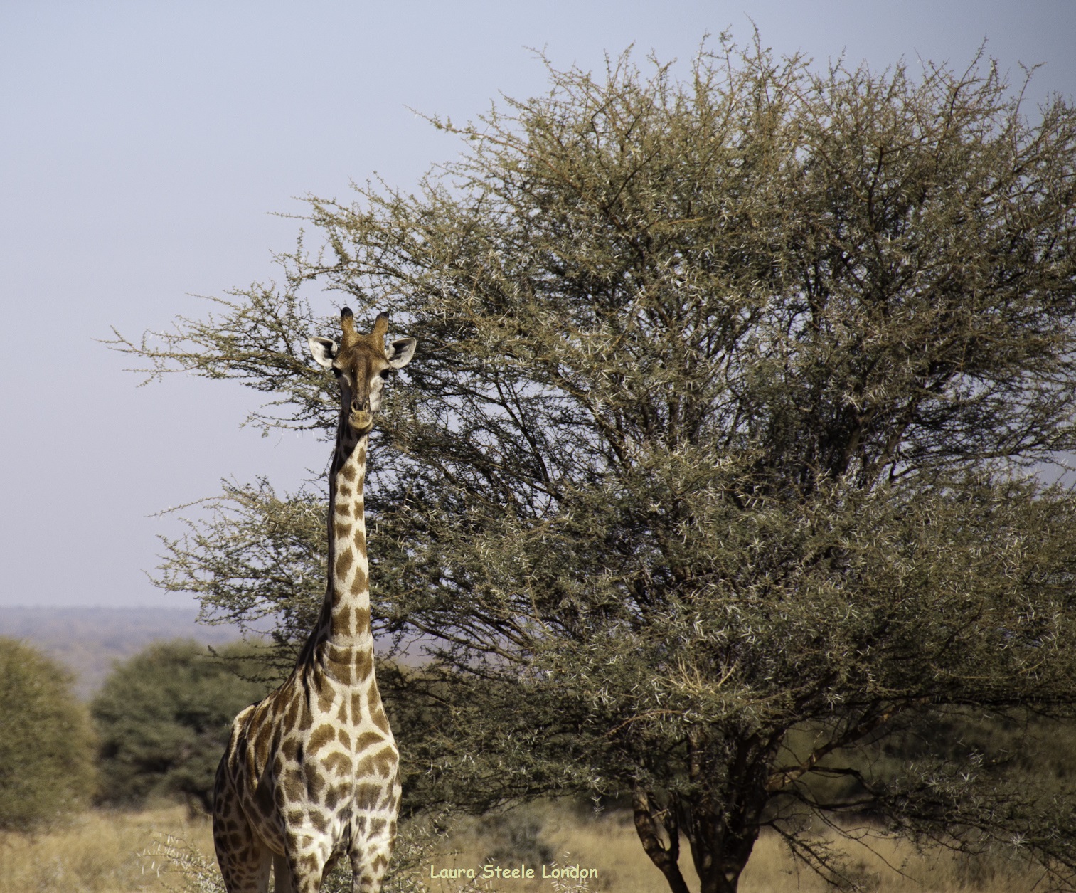 if you see one giraffe, there will be more.jpg