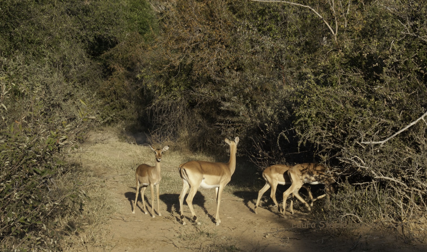Impala - abundant but nonetheless exquisitely beautiful.jpg