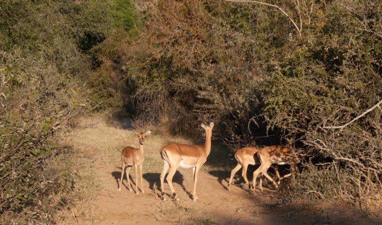 Impala - abundant but nonetheless exquisitely beautiful.jpg