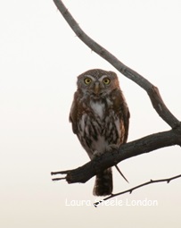 Pearl Spotted Owl close up