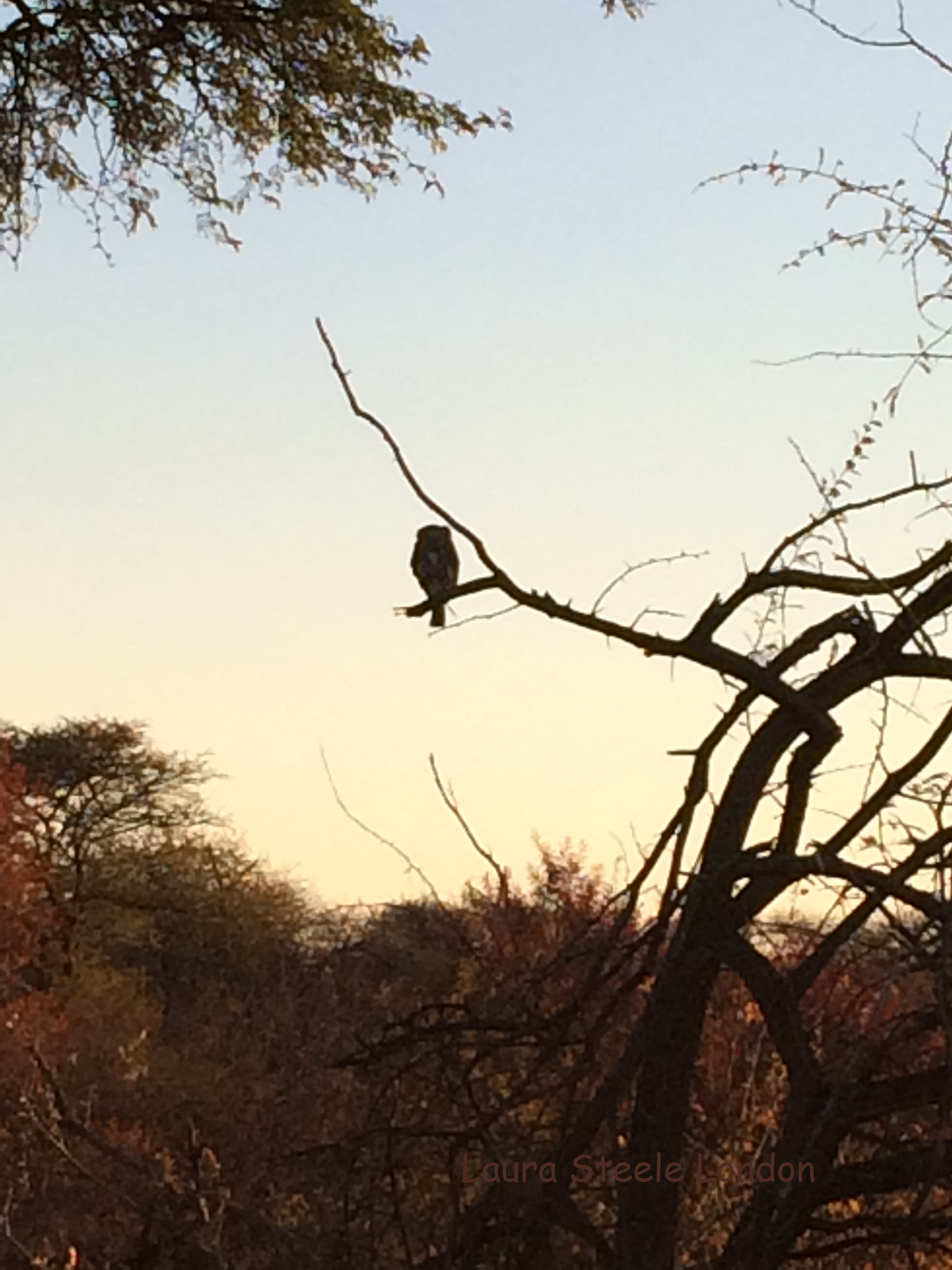 Pearl spotted owl in a tree.JPG
