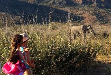 photgrpahs do not do justice to the sheer presence these beasts have.jpg