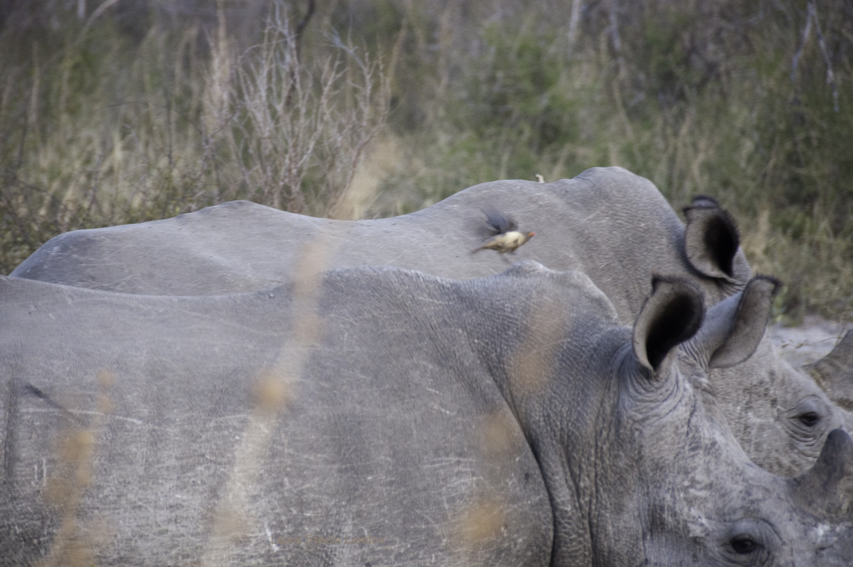 rhino and bird.jpg