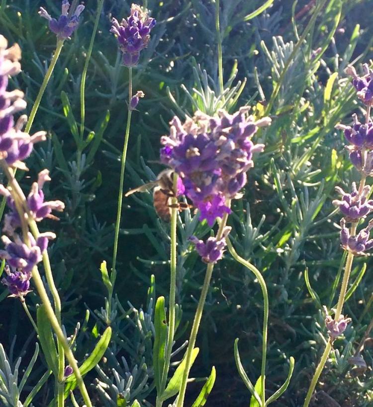 lavenber bee.jpg